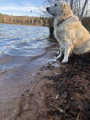 A dog by the water